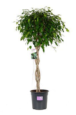 BRAIDED WEEPING FIG