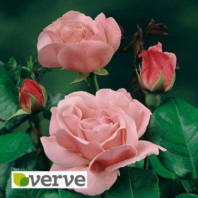 BUSH ROSE- QUEEN ELIZABETH