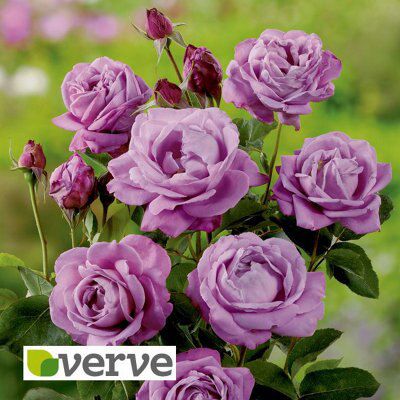 BUSH ROSE- WALTZTIME | DIY at B&Q