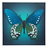 Butterfly Blue Canvas art (H)750mm (W)750mm