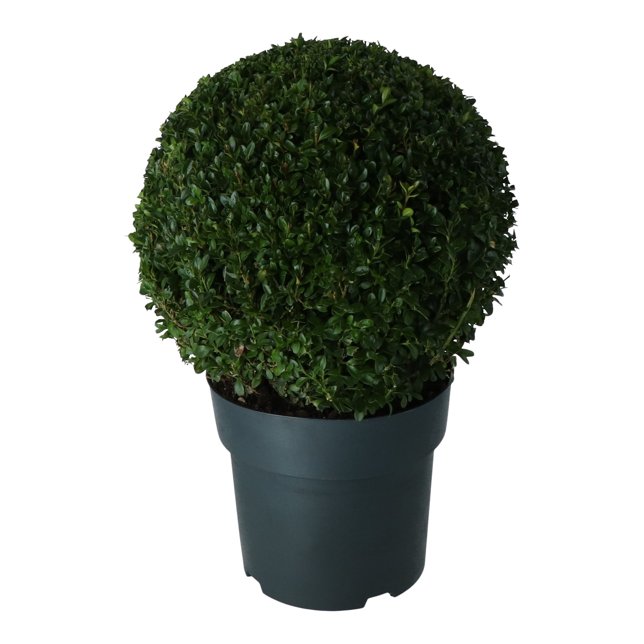 Buxus