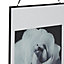 Cabbage rose Black & white Framed print (H)400mm (W)300mm