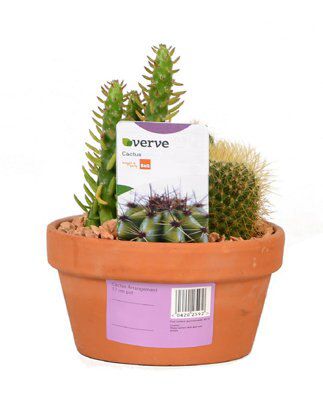 CACTUS ARRANGEMENT