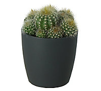 Cactus Assorted Ceramic Decorative pot