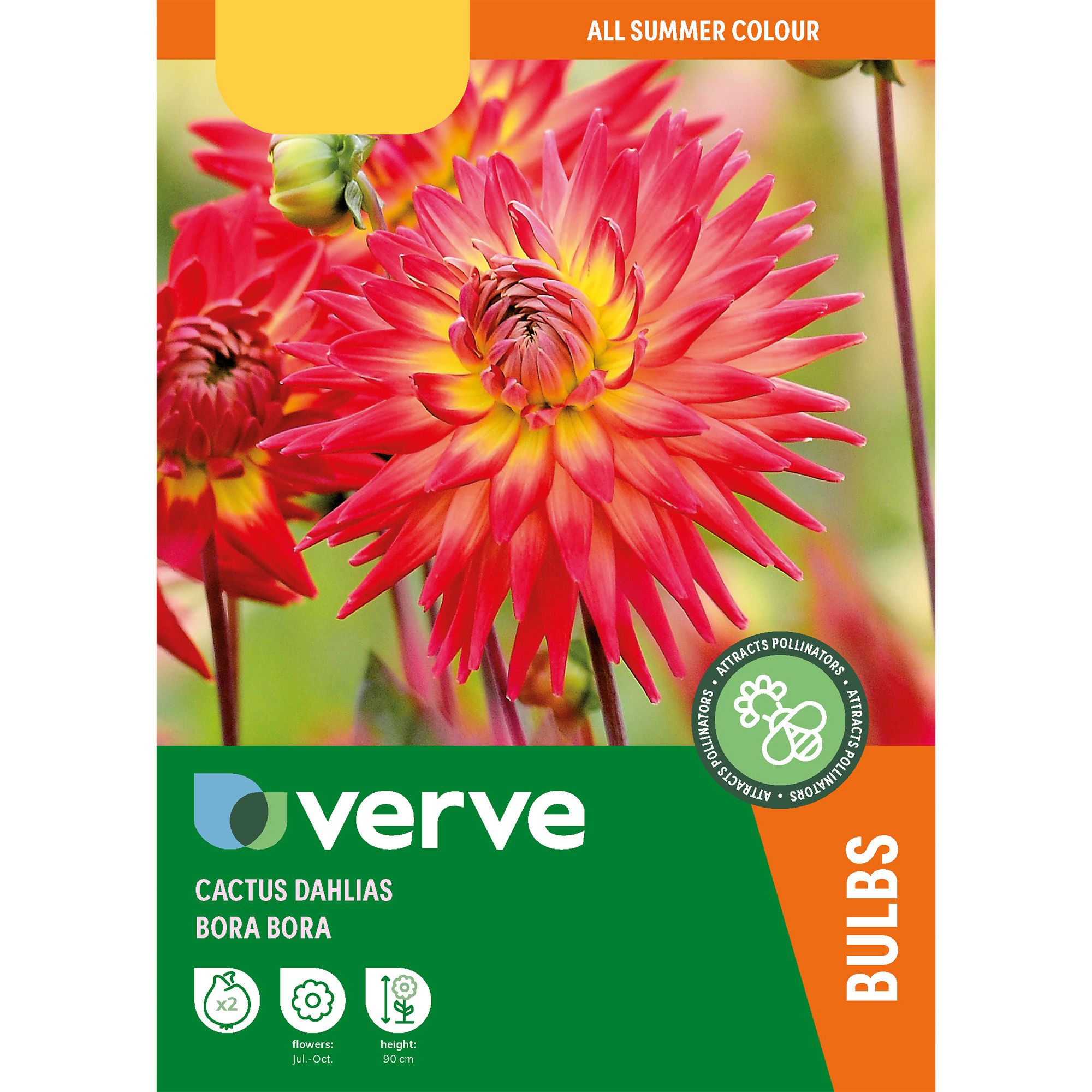 Cactus Dahlia Bora 2 Flower bulbs
