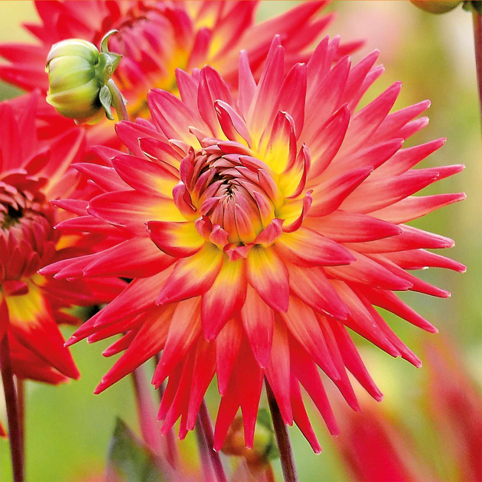 Cactus Dahlia Bora 2 Flower bulbs