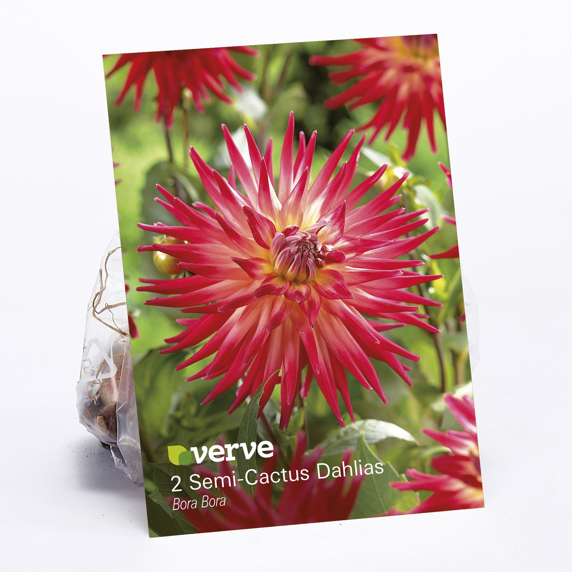 Cactus Dahlia Bora 2 Flower bulbs