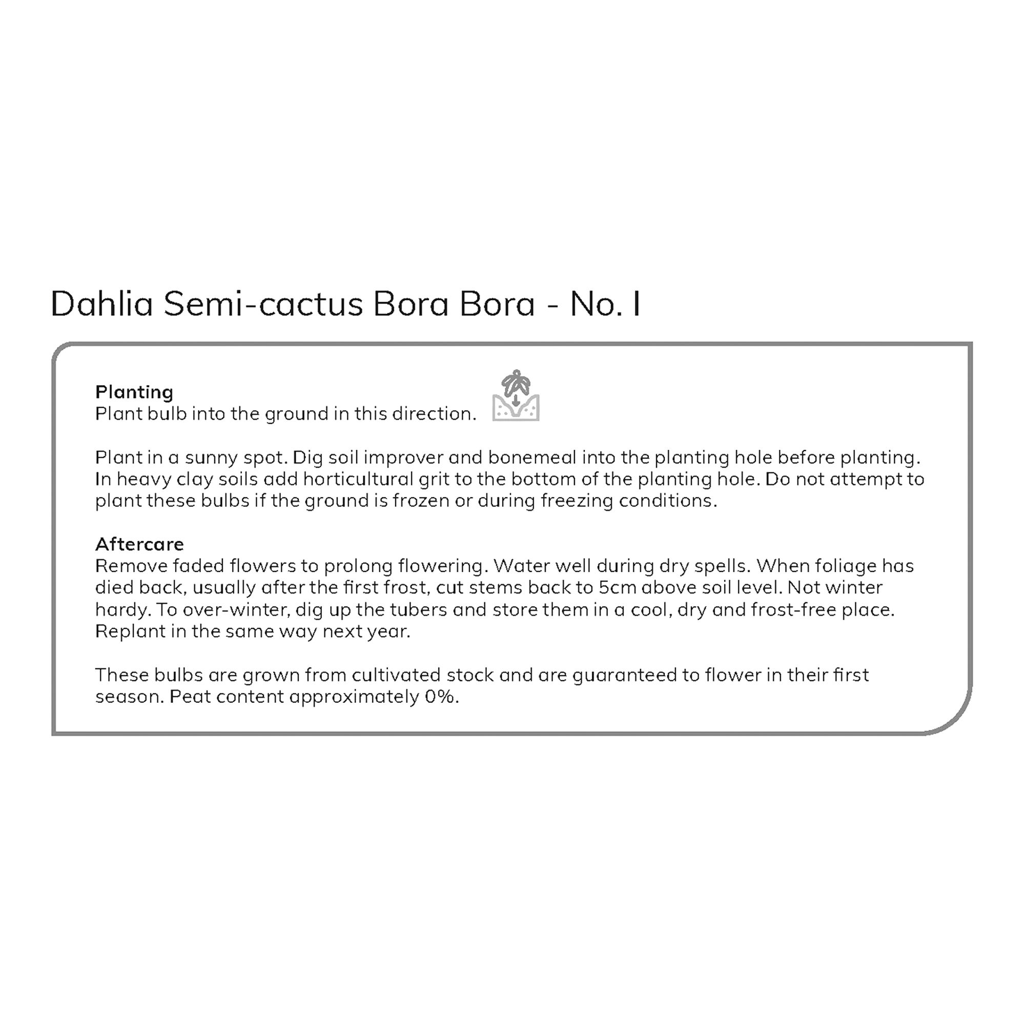 Cactus Dahlia Bora 2 Flower bulbs