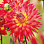 Cactus Dahlia Bora Flower bulb, Pack of 2