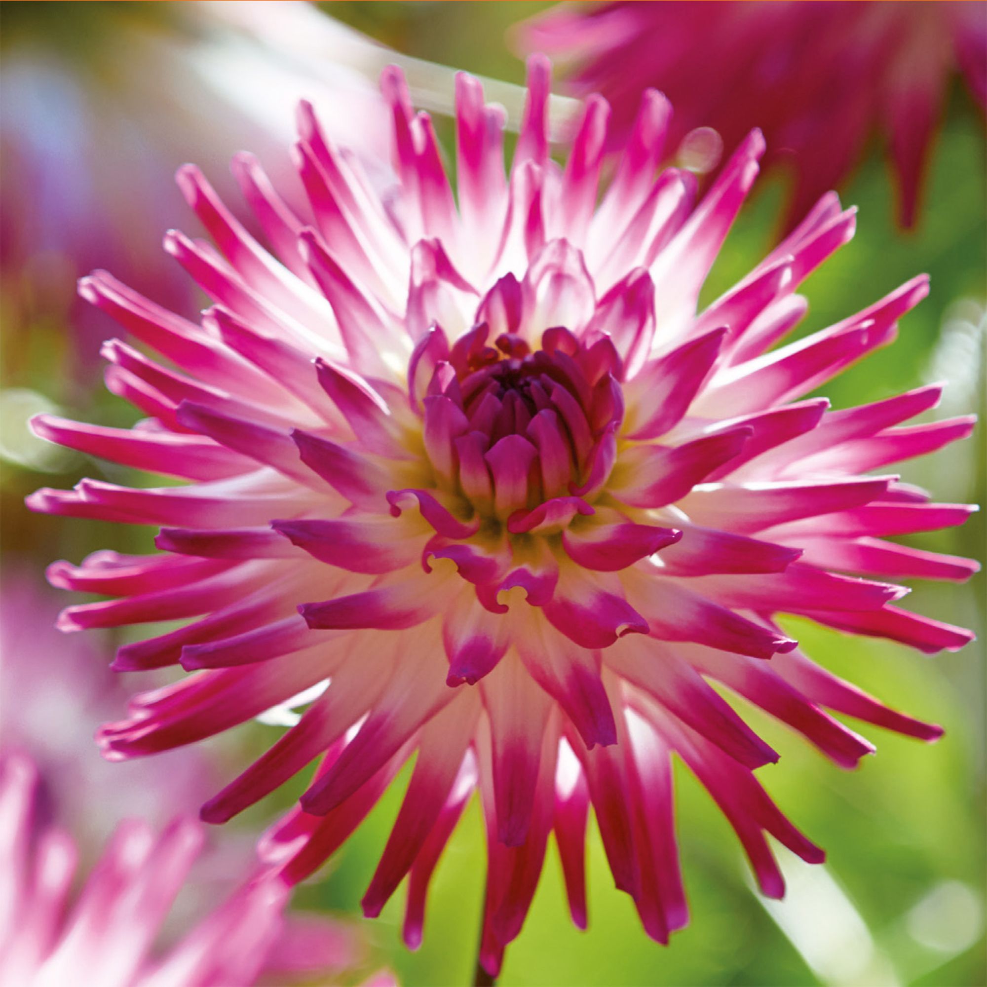 Cactus Dahlia Hayley Jane 2 Flower bulbs