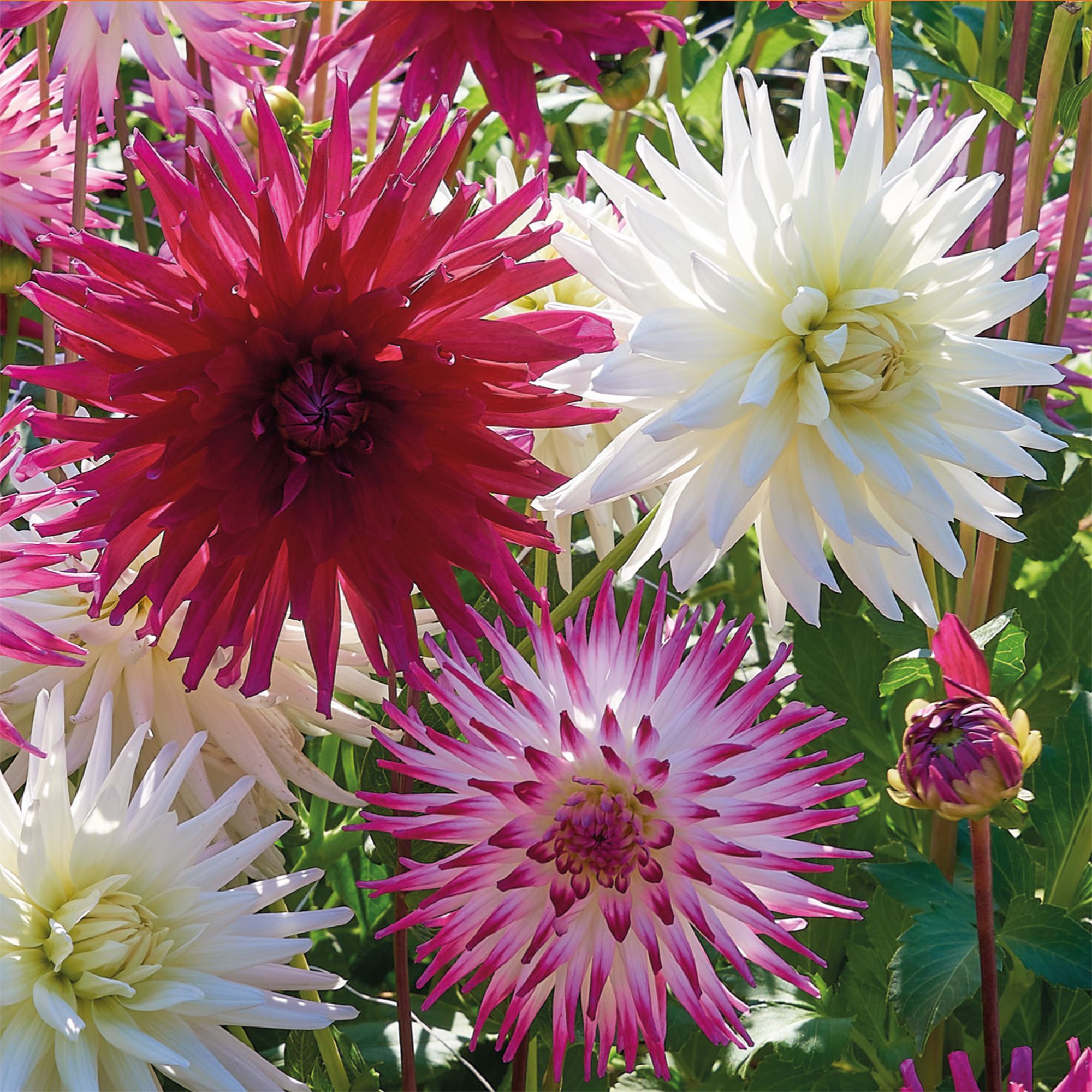 Cactus Dahlias Raspberry Swirl Mixed 5 Flower bulbs