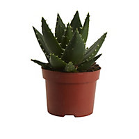 Cactus Dwarf Aloe vera in 12cm Terracotta Plastic Grow pot