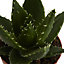 Cactus Dwarf Aloe vera in 12cm Terracotta Plastic Grow pot