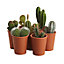 Cactus in 5.5cm Terracotta Pot