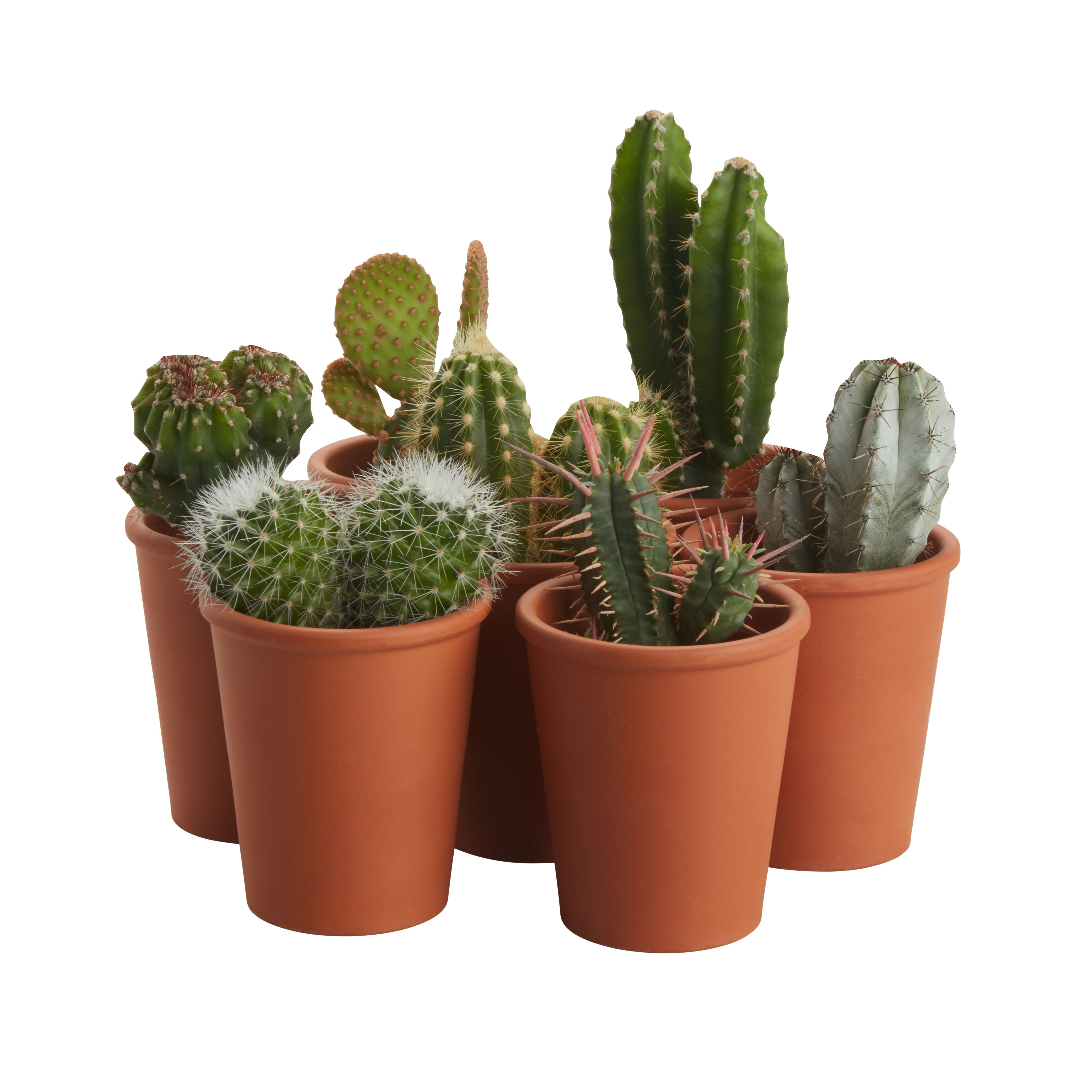 Cactus nero in terracotta invetriata B