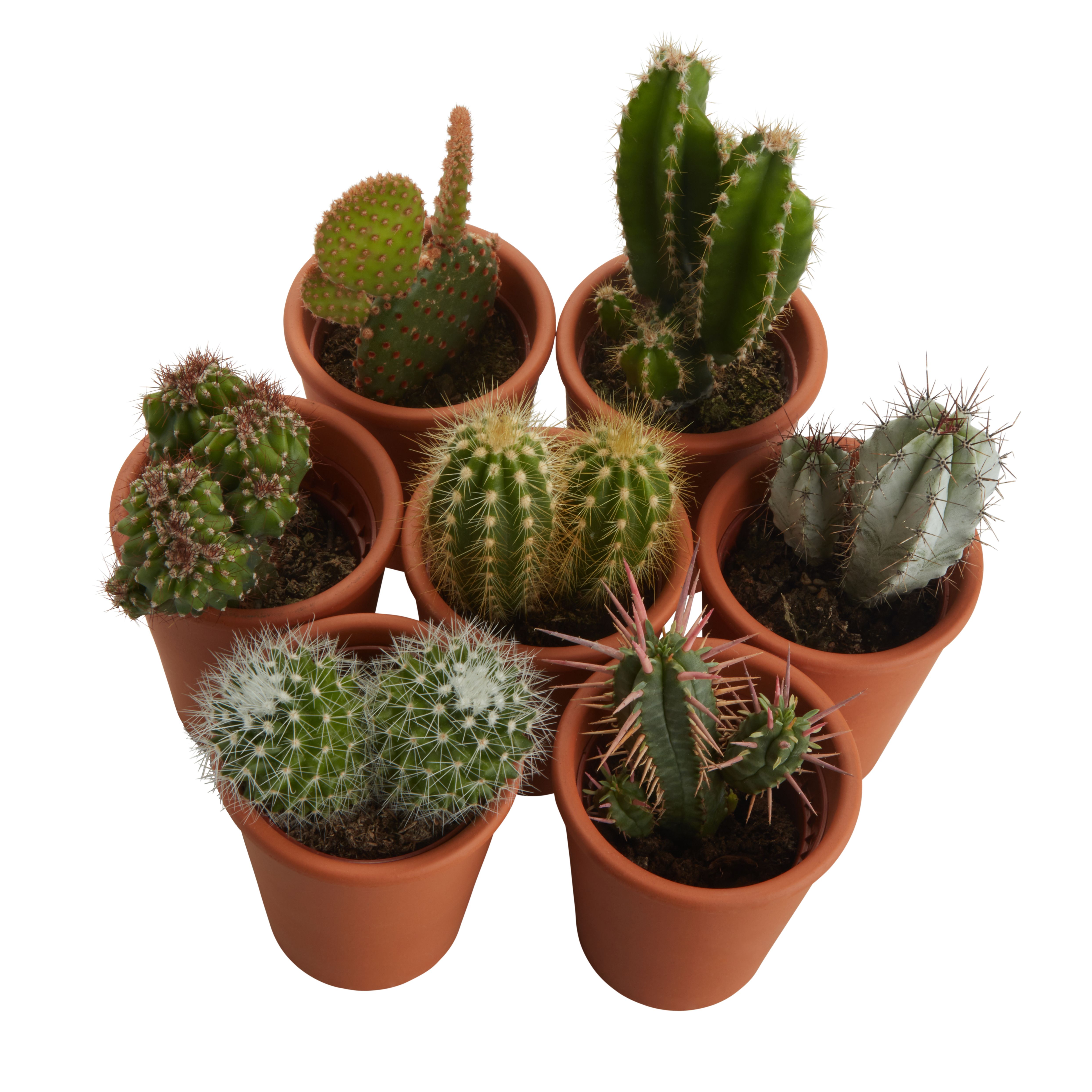 Cactus in 5.5cm Terracotta Pot