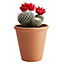 Cactus in 9cm Terracotta Pot