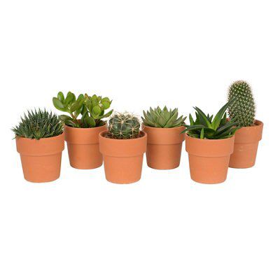 CACTUS/SUCCULENT IN POT