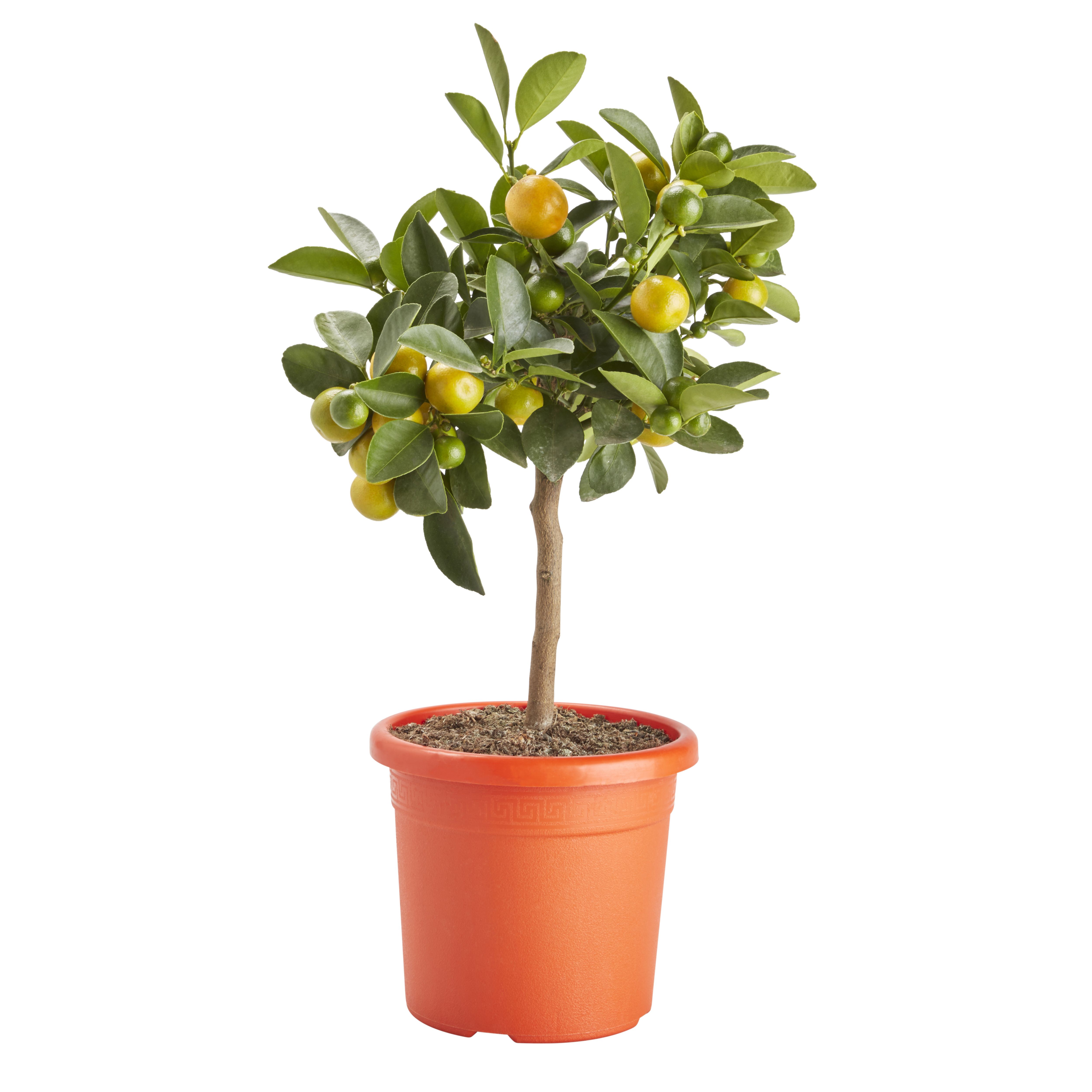 Calamondin orange tree in 14cm Pot | DIY at B&Q