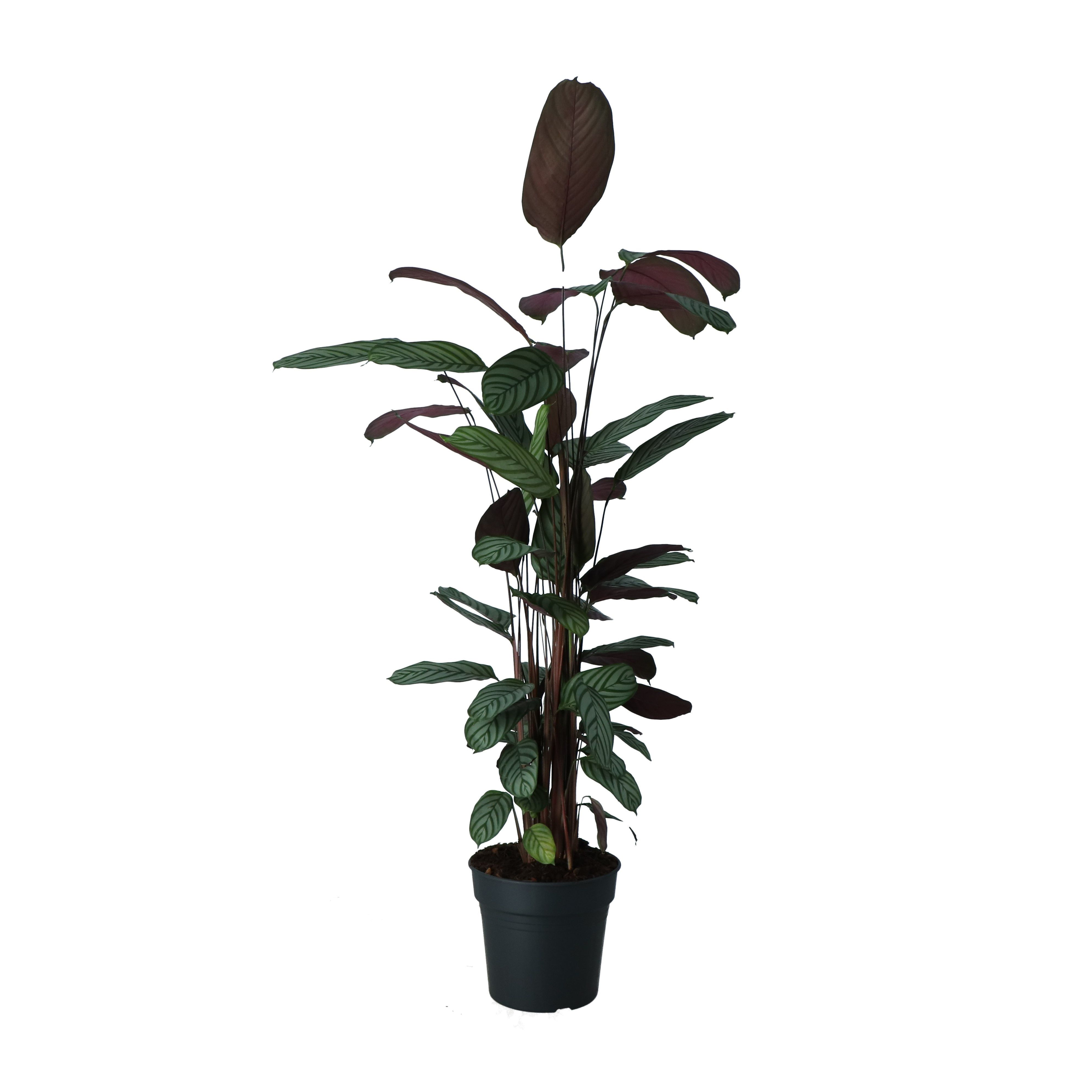 Calathea Plastic Pot DIY at B&Q