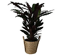 Calathea wavestar Calathea in 22cm Natural Cattail & plastic Decorative pot