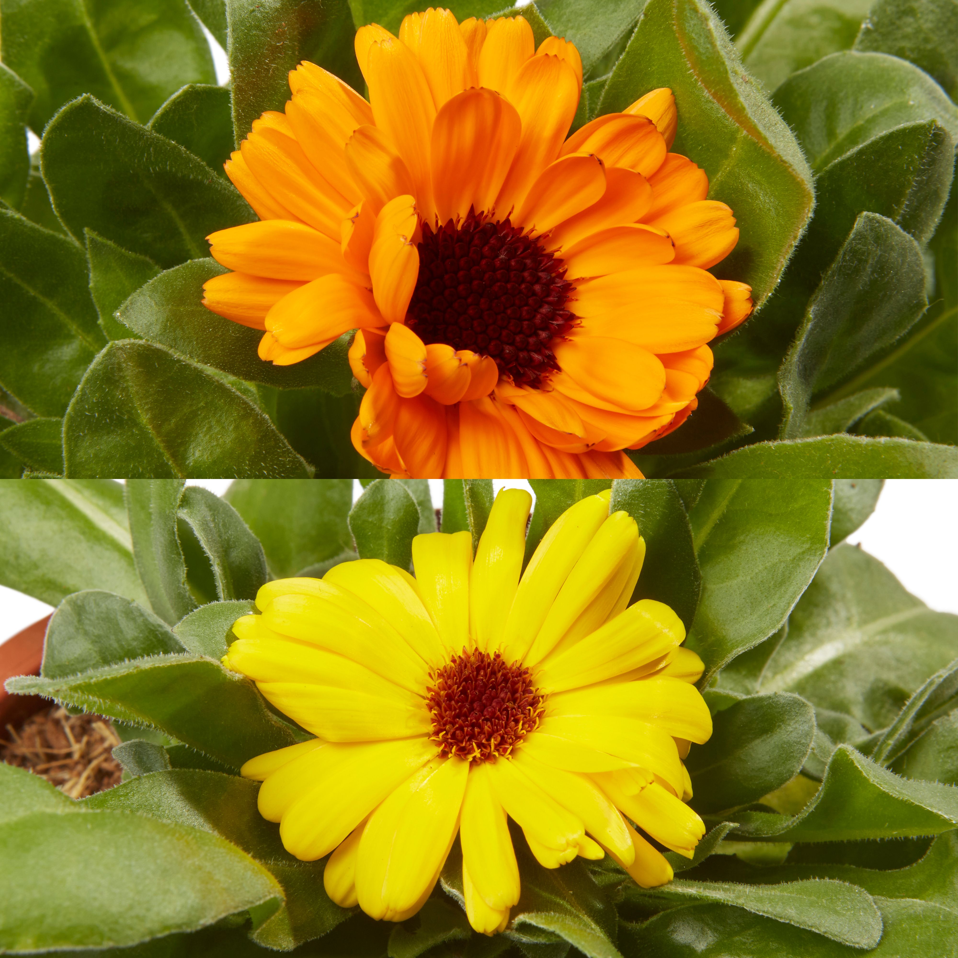 Calendula Mixed Spring Bedding plant 13cm, Pack of 4 | DIY at B&Q