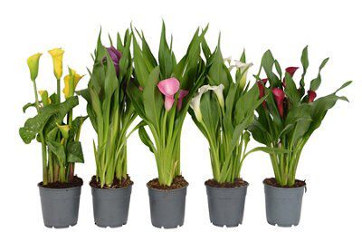 Calla lily in 120 | DIY at B&Q