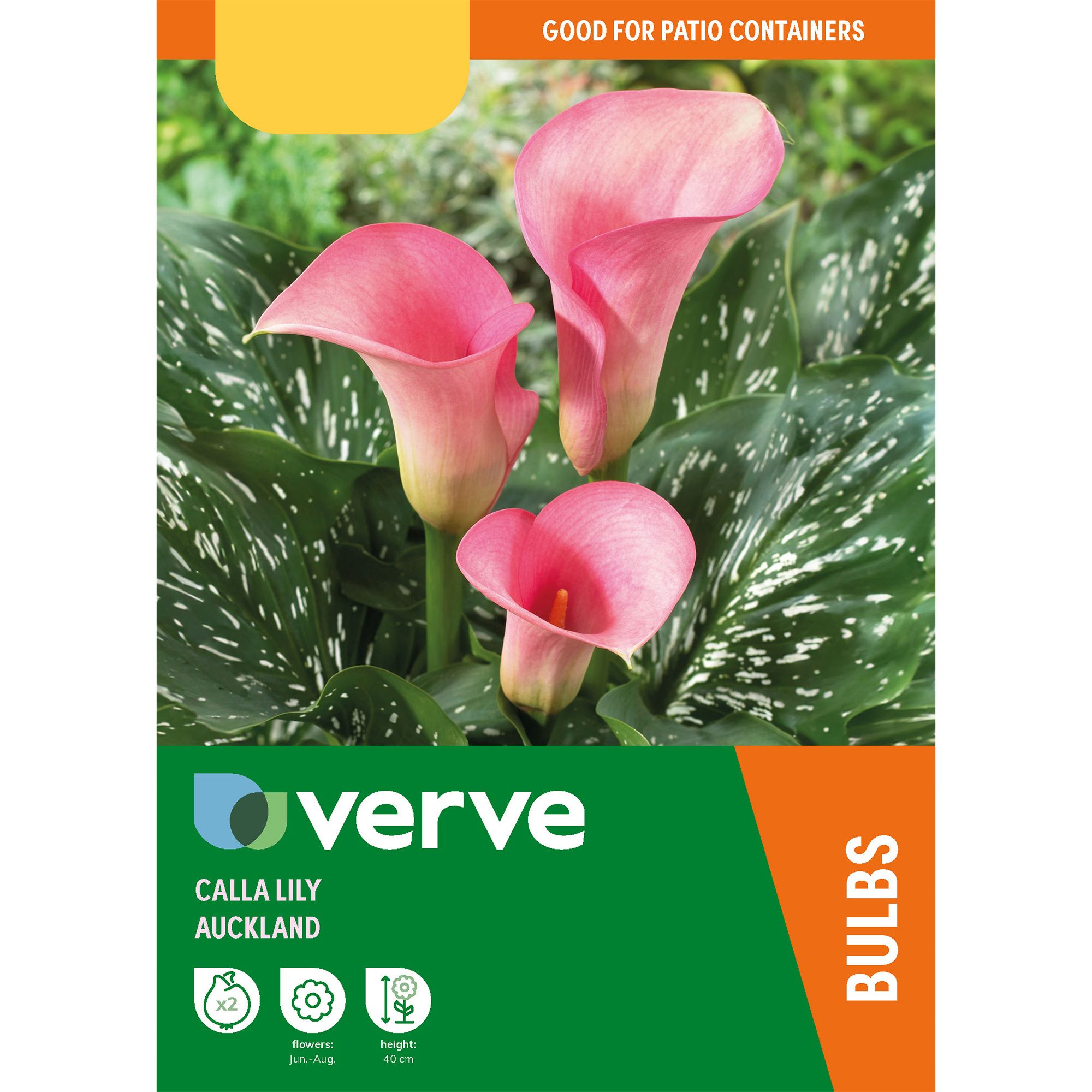 Calla lily store bulbs