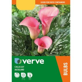 Calla Lily Pink Flower bulb Pack of 2