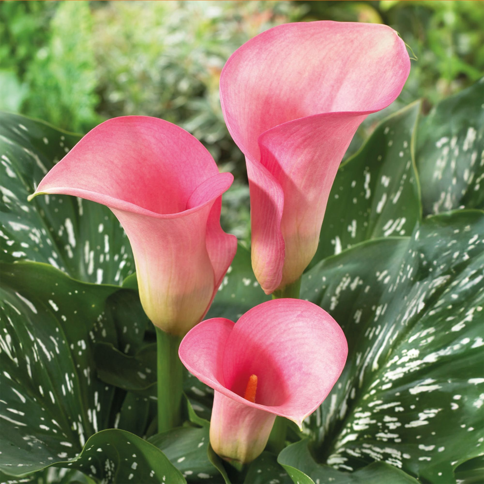 Calla Lily Pink Flower bulb Pack of 2