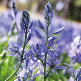 Camassia Quamash 10 Flower bulbs