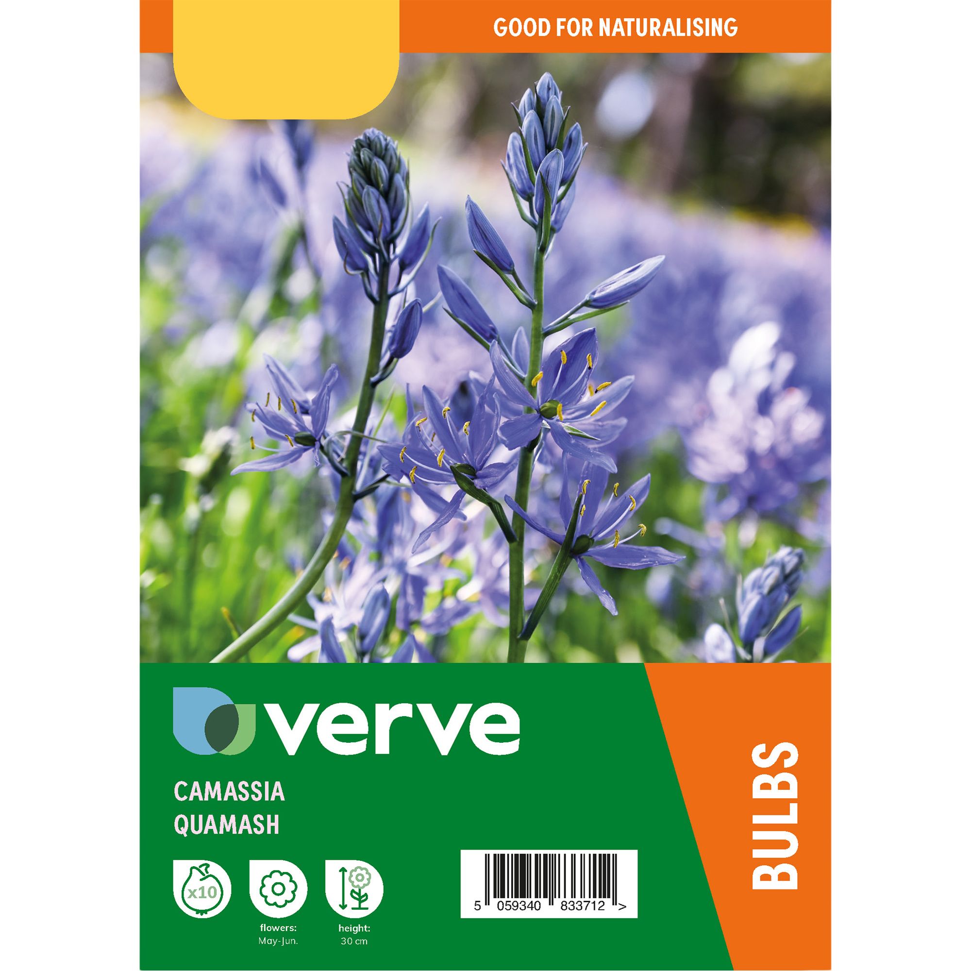 Camassia Quamash 10 Flower bulbs - 3