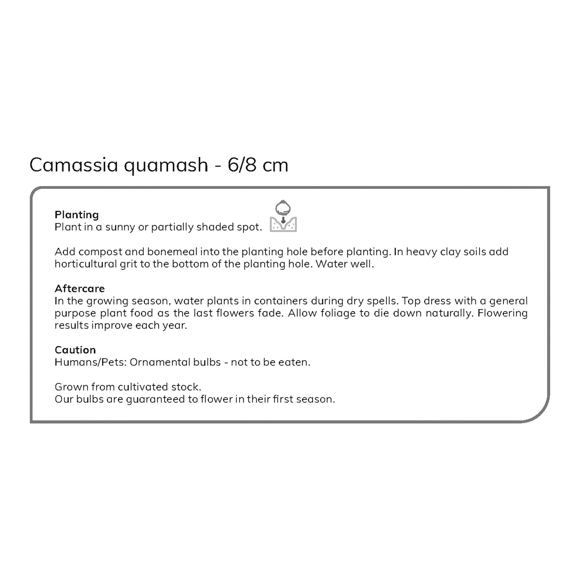 Camassia Quamash 10 Flower bulbs - 4