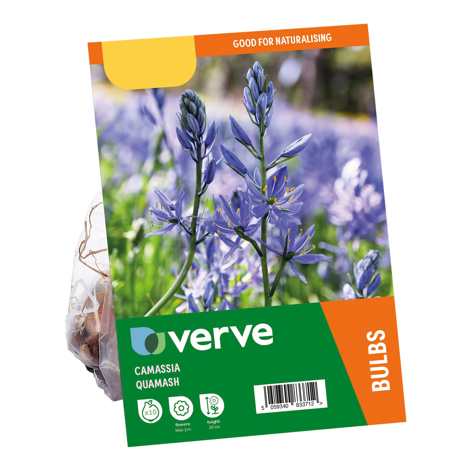 Camassia Quamash 10 Flower bulbs