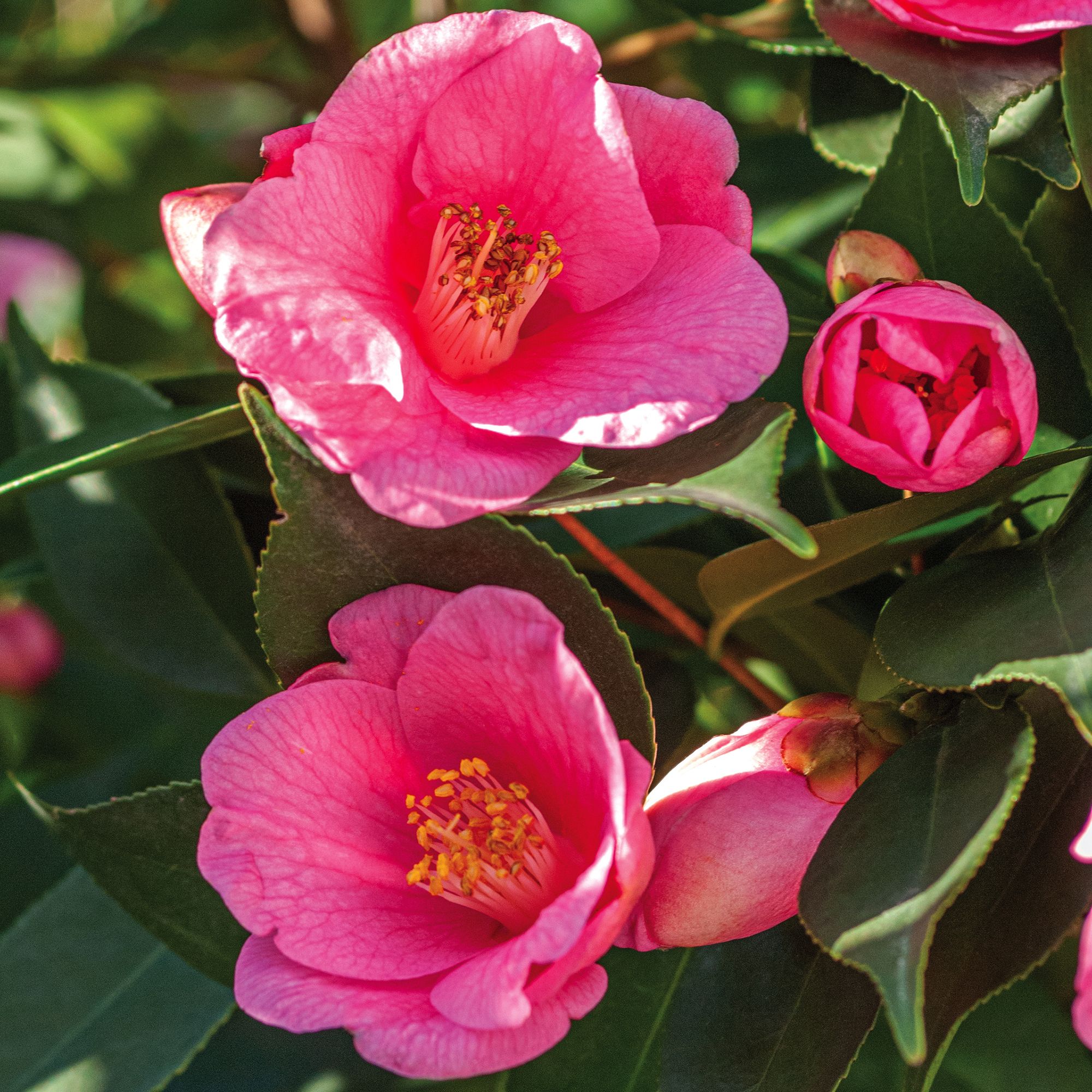 CAMELLIA PINK 7.5L