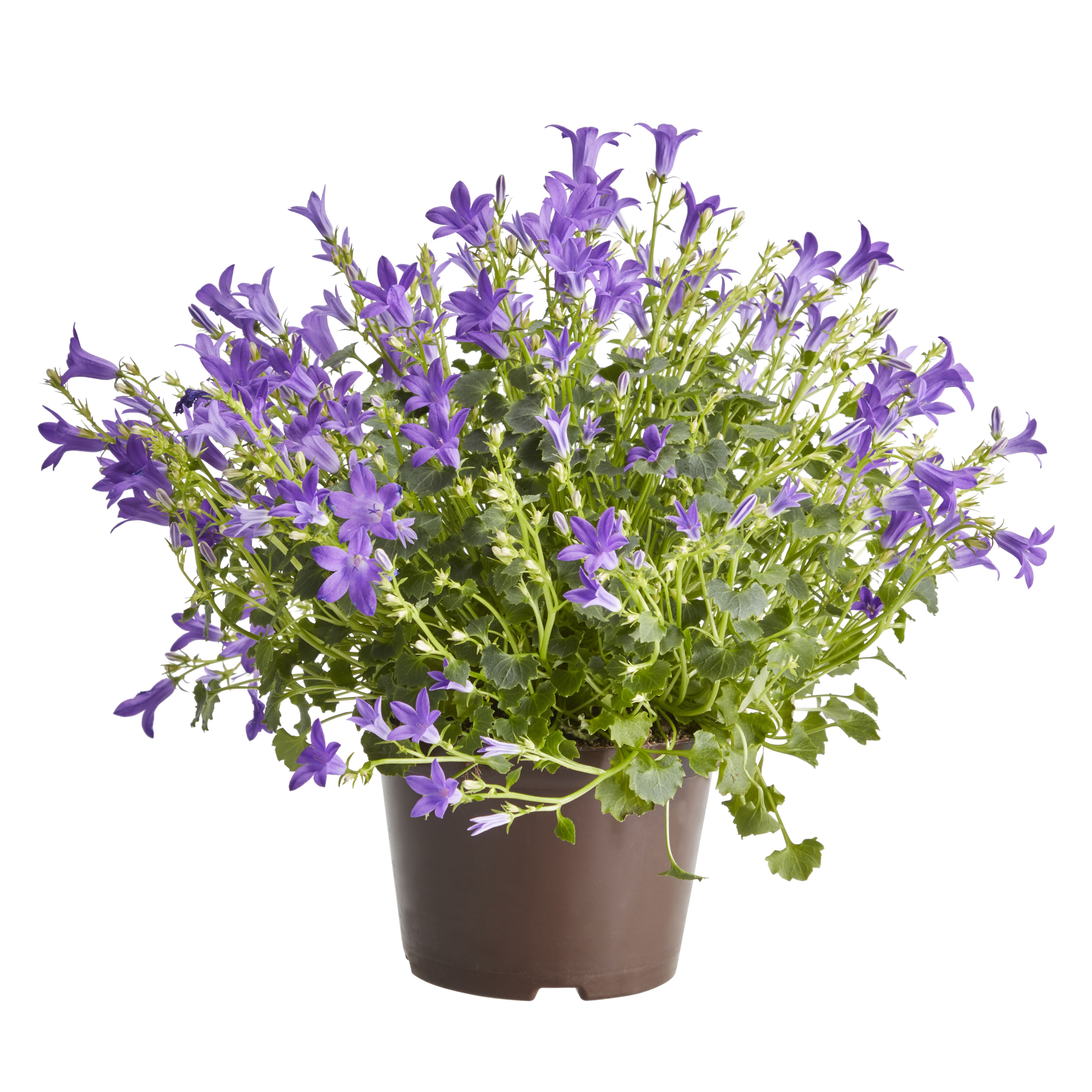 Campanula in 10.5cm Brown Plastic Grow pot | DIY at B&Q