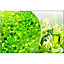 Canadian Spa Company Green tea Aromatherapy scent