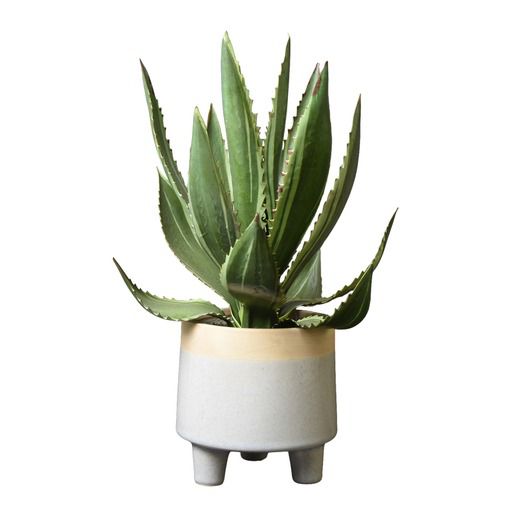 Candlelight Green 36cm Aloe Vera Artificial plant in Grey Ceramic Pot