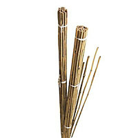 Cane, Pack of 10