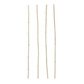 Cane, Pack of 15