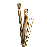Cane, Pack of 20