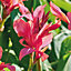 Canna Pink Flower bulb Pack of 2