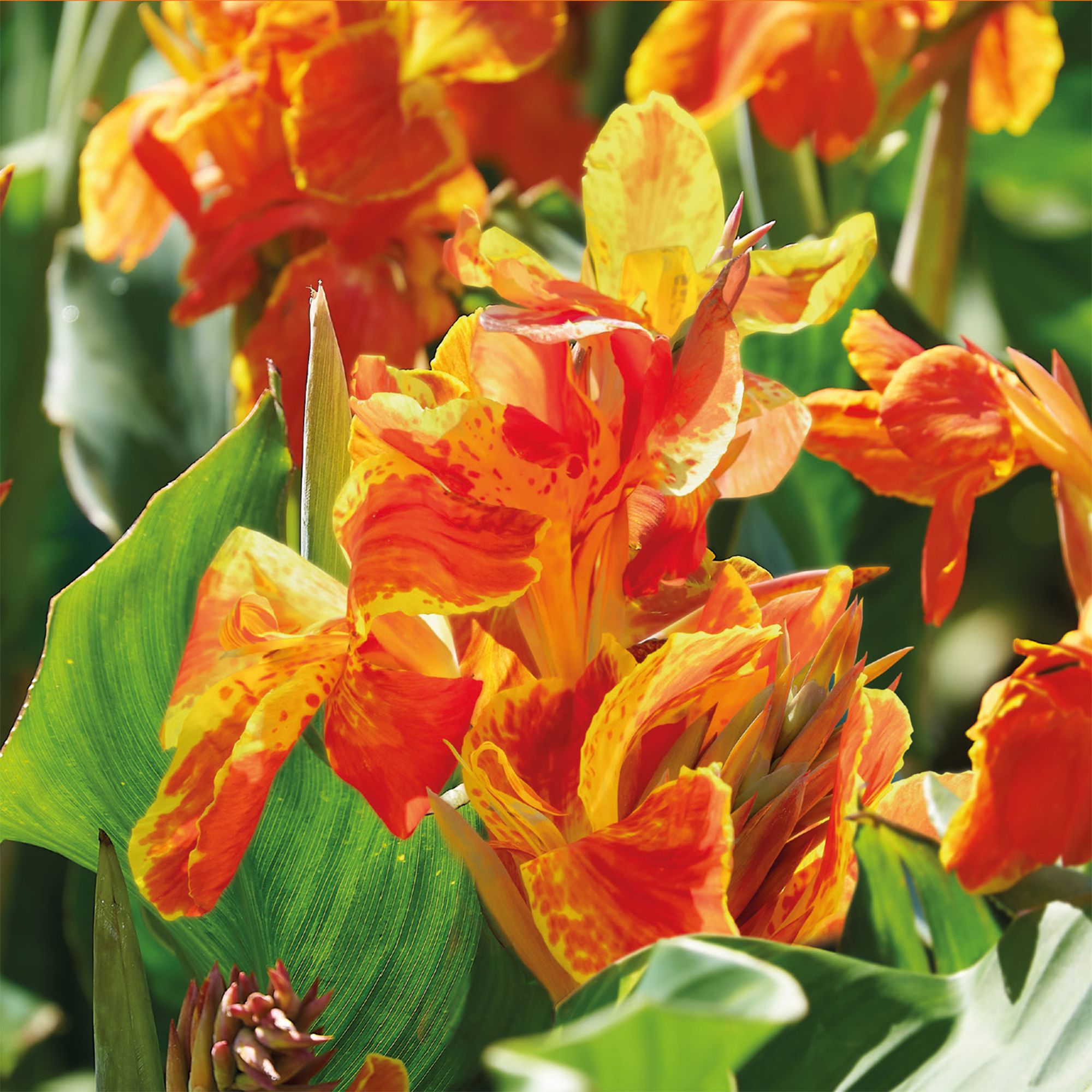 Canna Queen Charlotte 2 Flower bulbs
