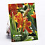 Canna Queen Charlotte Flower bulb, Pack of 2