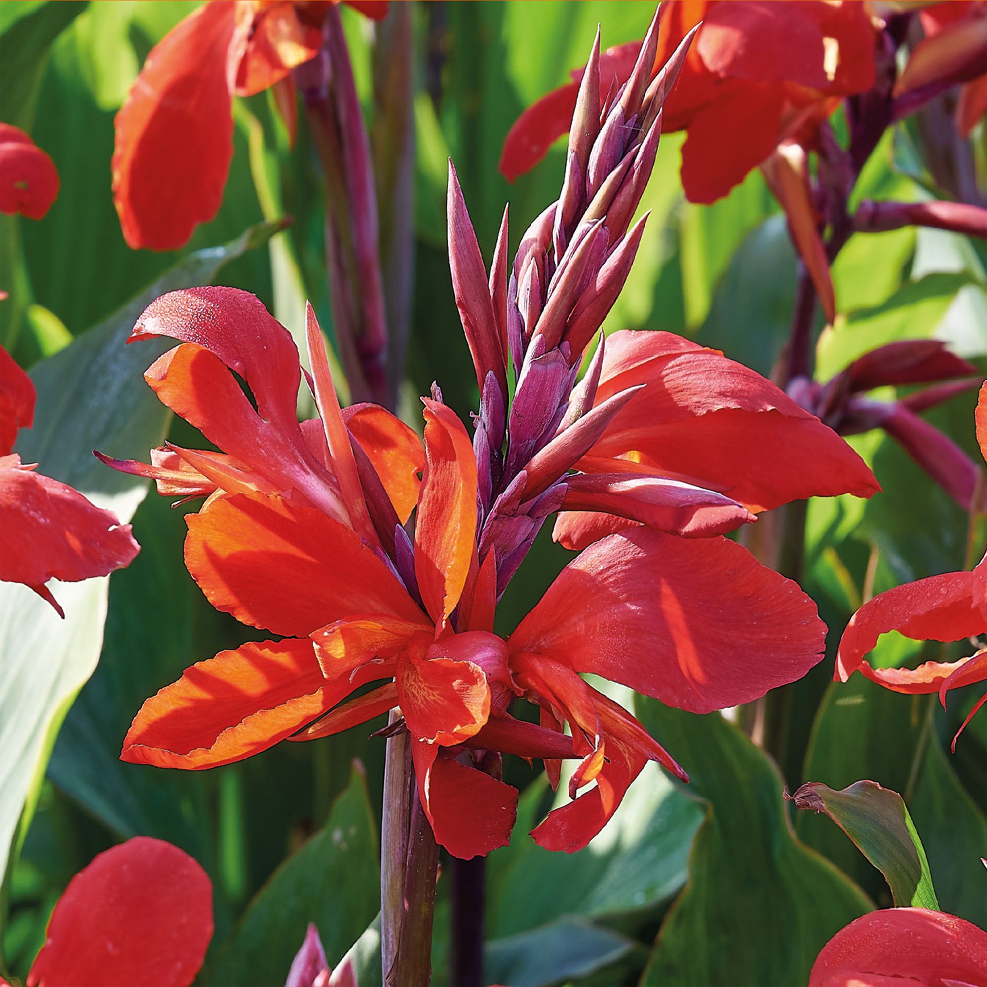 Canna Red 2 Flower bulbs