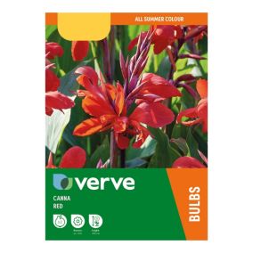 Canna Red Flower bulb Pack of 2
