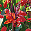Canna Red Flower bulb Pack of 2