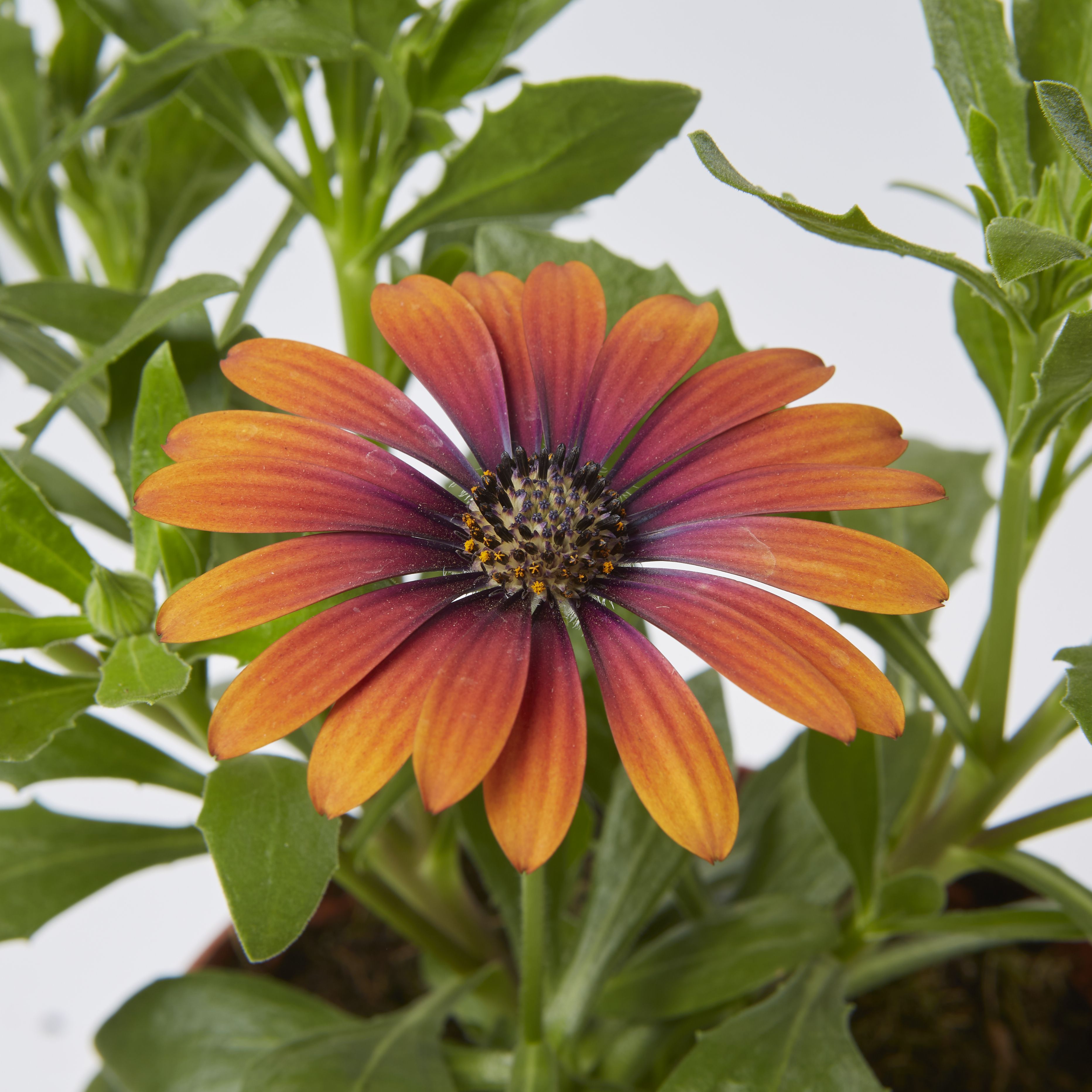 Cape daisy Purple Sun Summer Bedding plant 13cm, Pack of 4