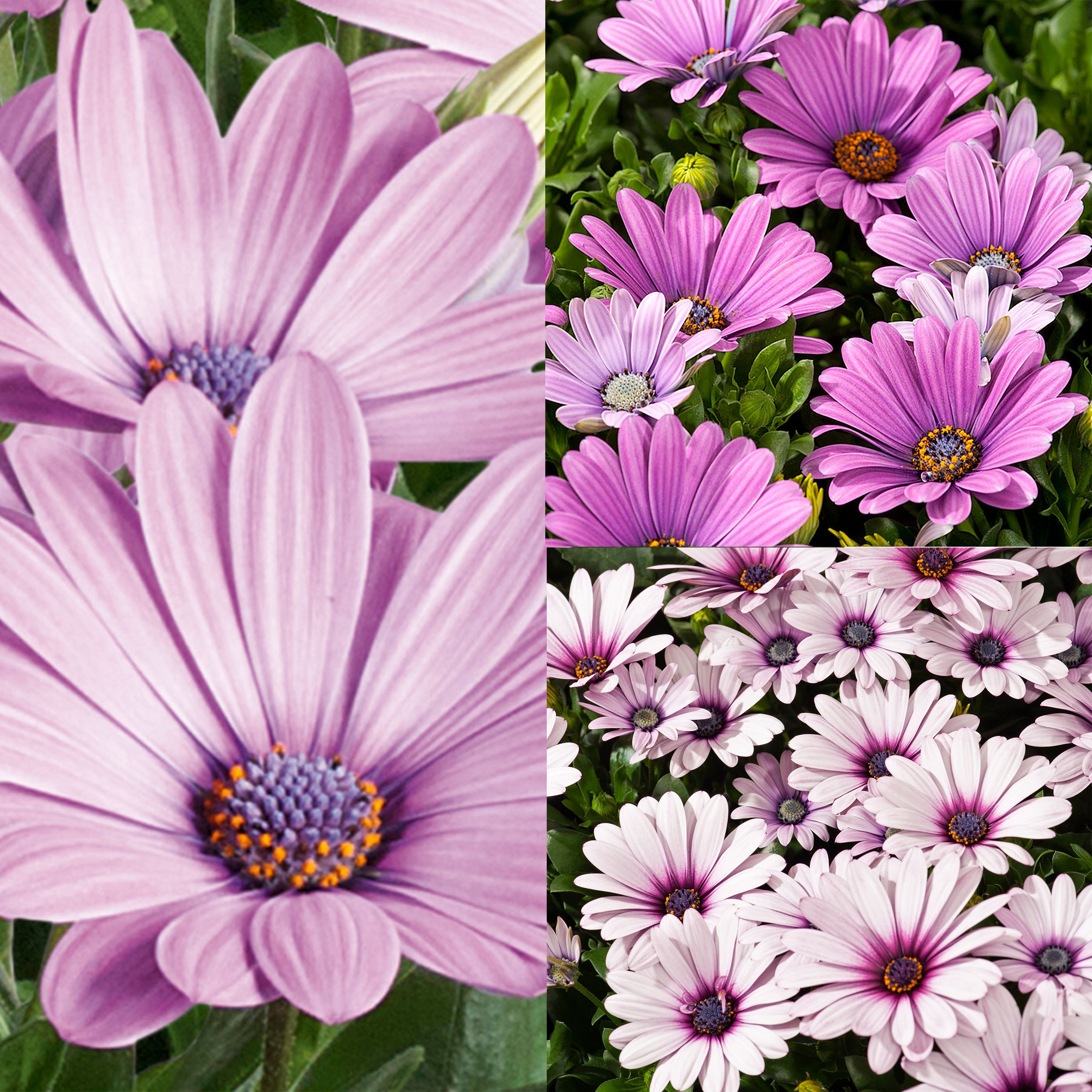 Cape daisy Summer Bedding plant 17cm, Pack of 2 | DIY at B&Q