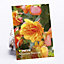 Cascade Begonias Sunray Flower bulb, Pack of 3